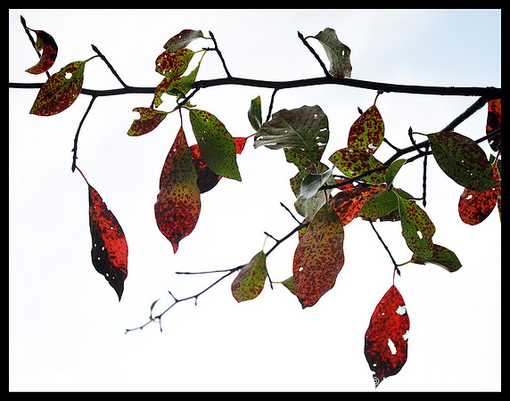 Leaves on Karuna Lane
