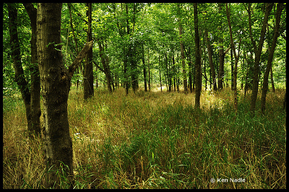 Wood by the James River