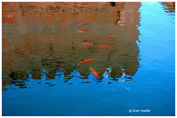 Pond with gold fish, Alhambra, Granada