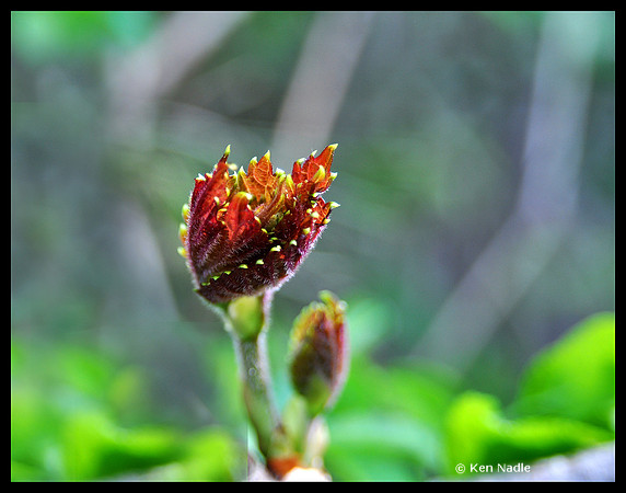 Spring bud