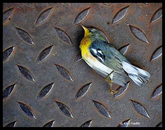Dead song bird on Sullivan St
