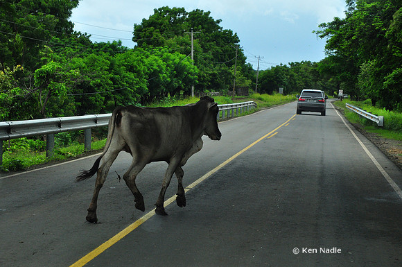 Cow on Road