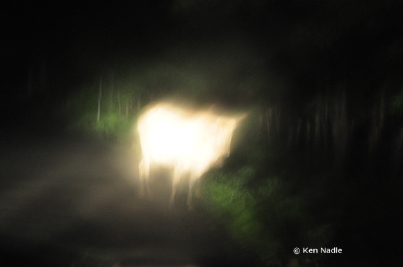 Cow on road at night