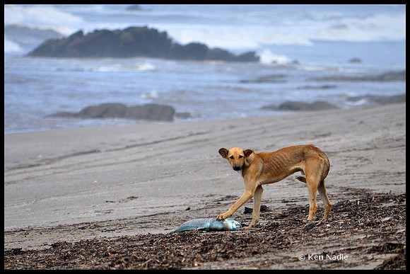 Dog eating fish
