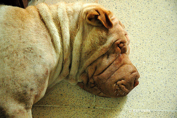 Mishka sleeping