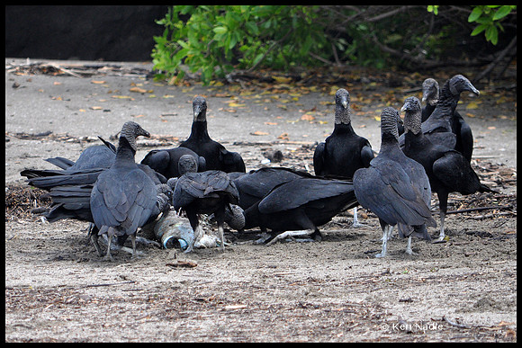 Vultures eating fish